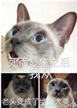 《死而复生之后我从老头变成了绝世大美人》